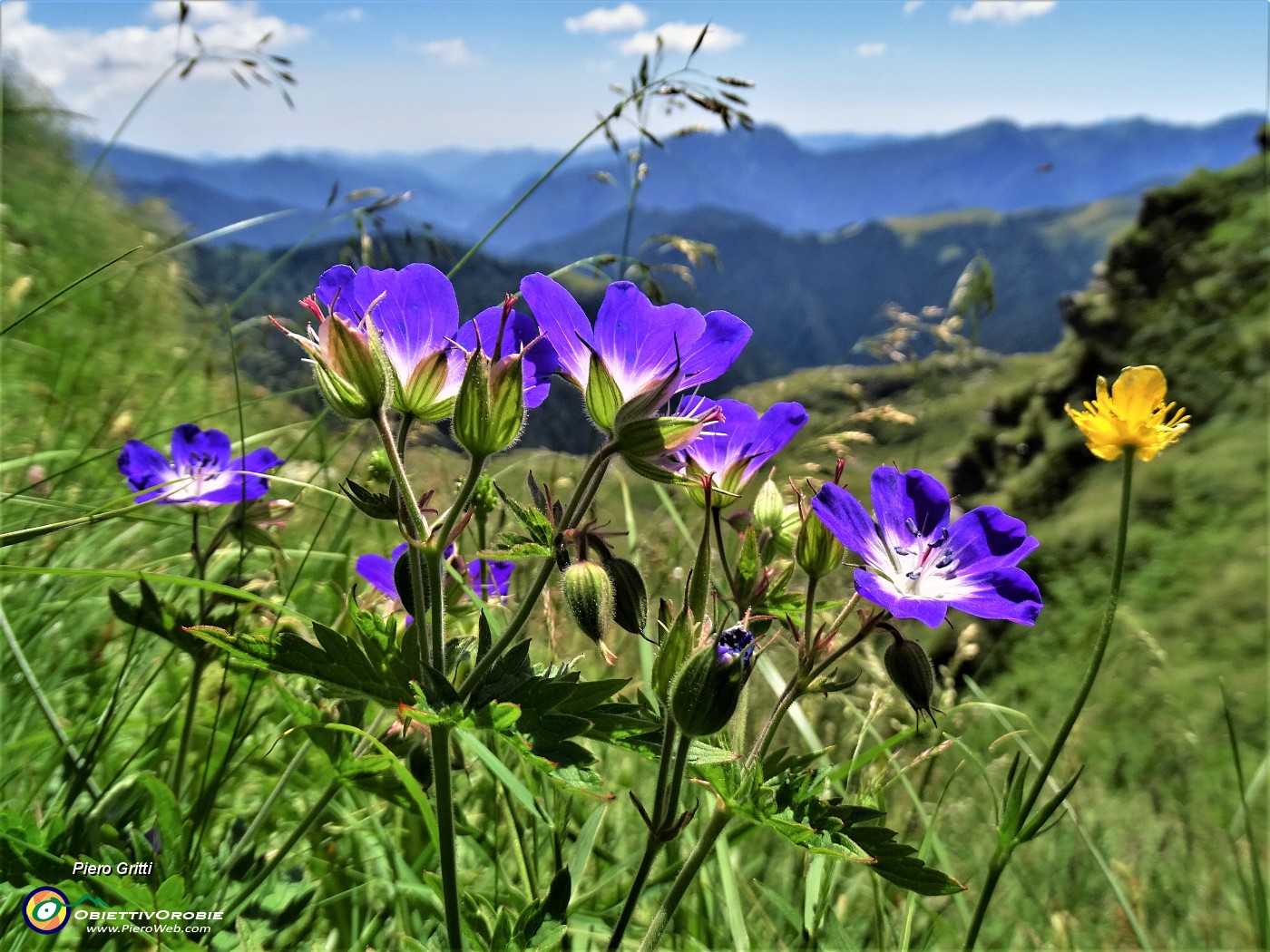 58 Geranium sylvaticum (Geranio silvano) coloratissimo.JPG